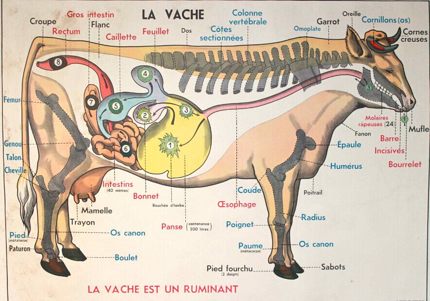 قسم الفسيولوجيا
