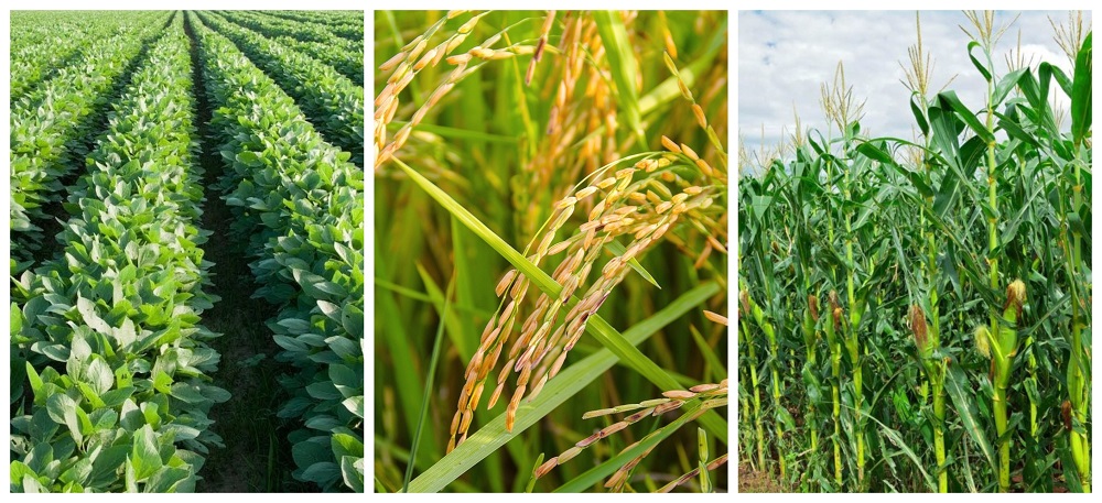 Department of Agronomy