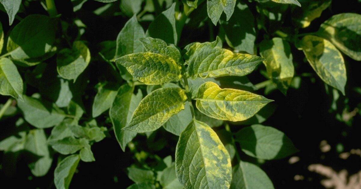 Department of Plant Pathology