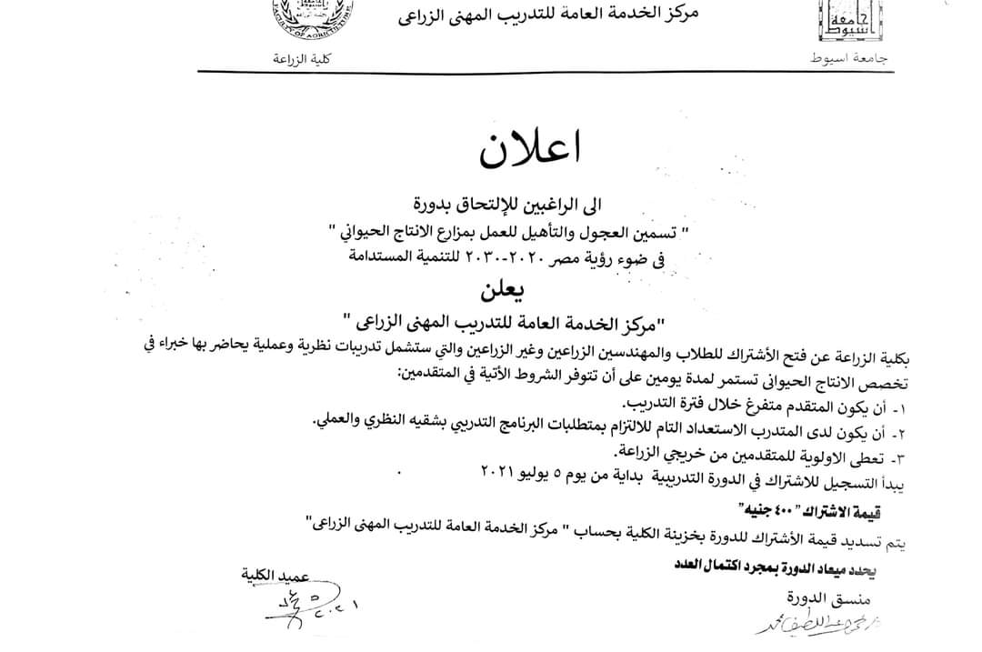 تسمين العجول