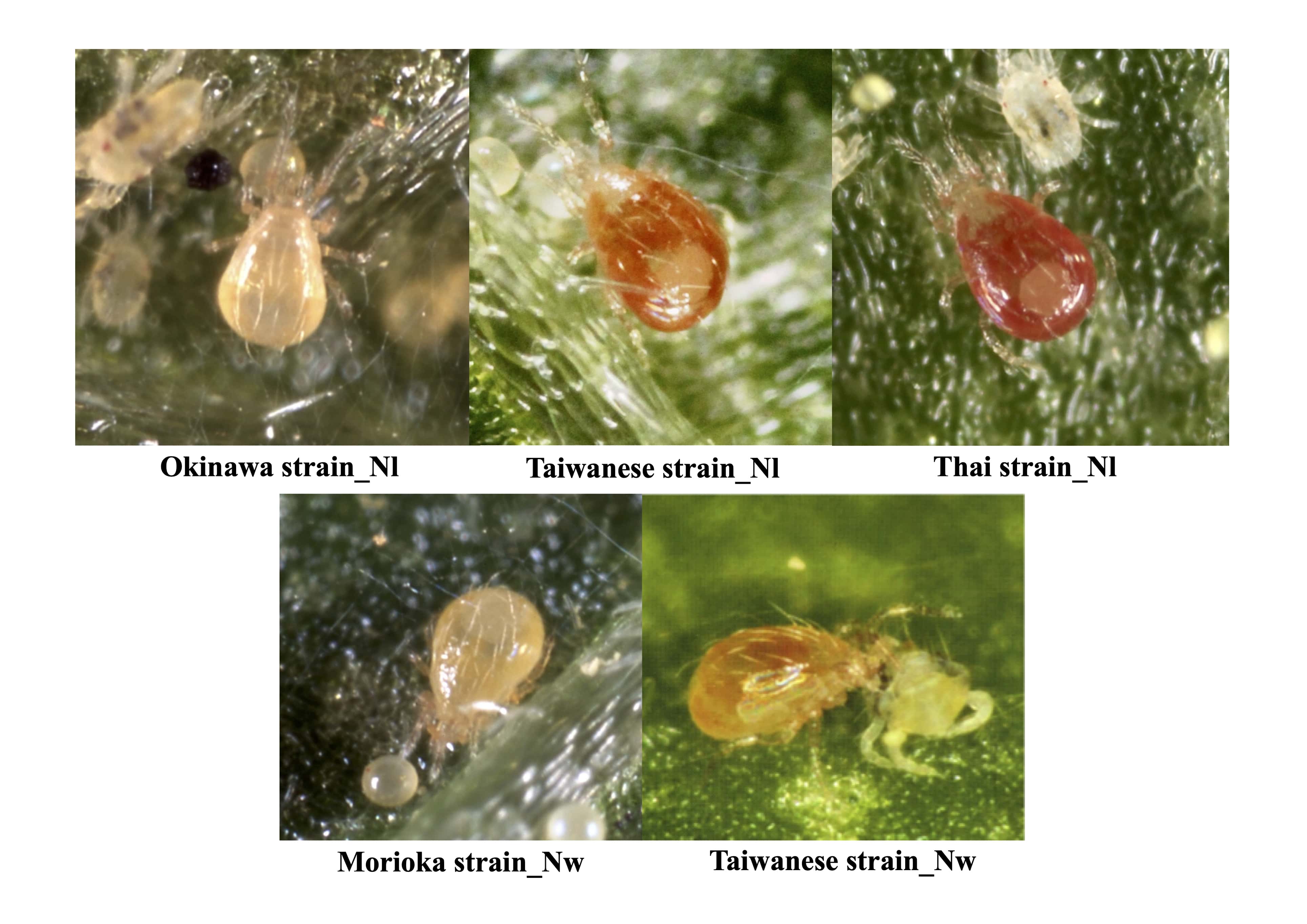 Populations of Neoseiulus species examined in the present study