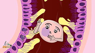 A day in the life of Embryo