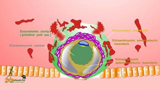 General Embryology Move