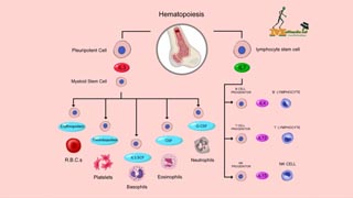 Hematopoiesis
