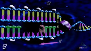 DNA Replication