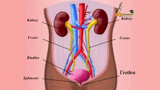 Countercurrent Mechainsm