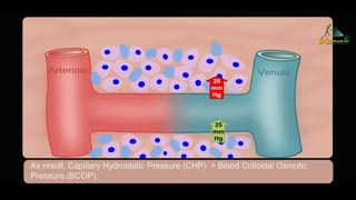 starling law and Oedema Formation