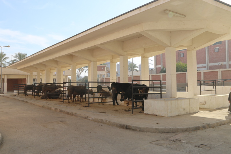 نائب رئيس جامعة أسيوط في جولة تفقدية بمستشفى الطب البيطري&nbsp;لبحث سبل تعظيم الاستفادة من&nbsp; دورها التعليمي والخدمي خلال الفترة المقبلة