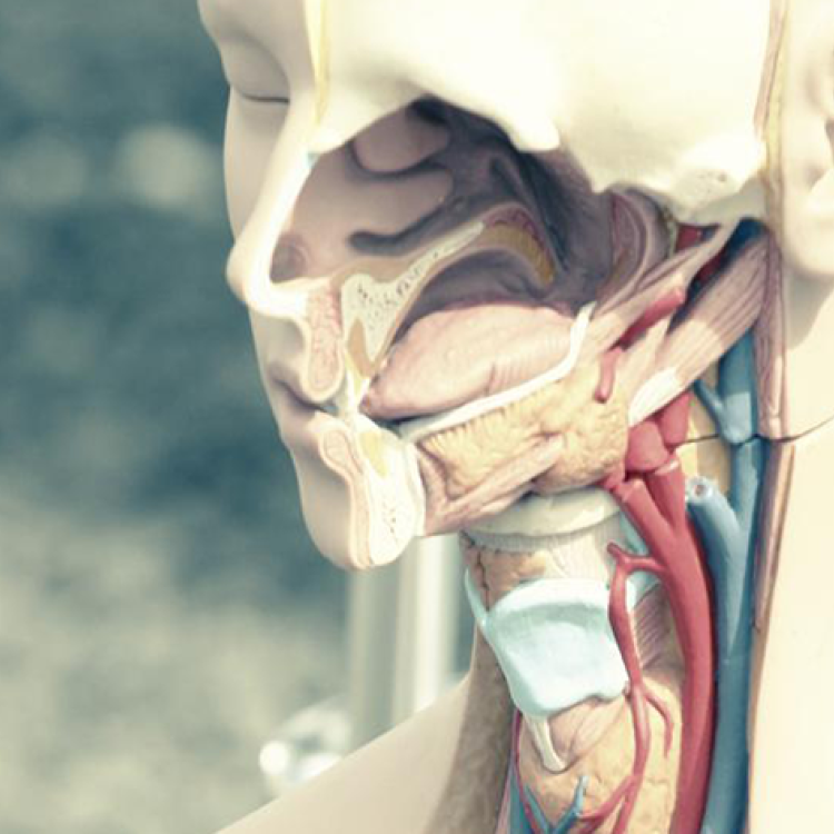 Department of Medical Physiology