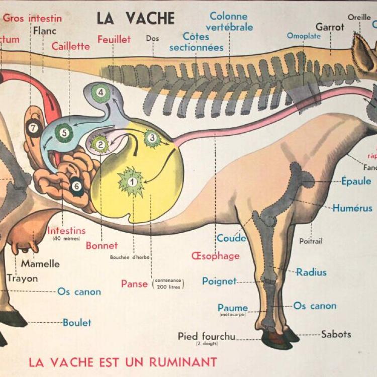 Department of Physiology