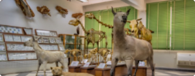 Zoology & Entomology Department