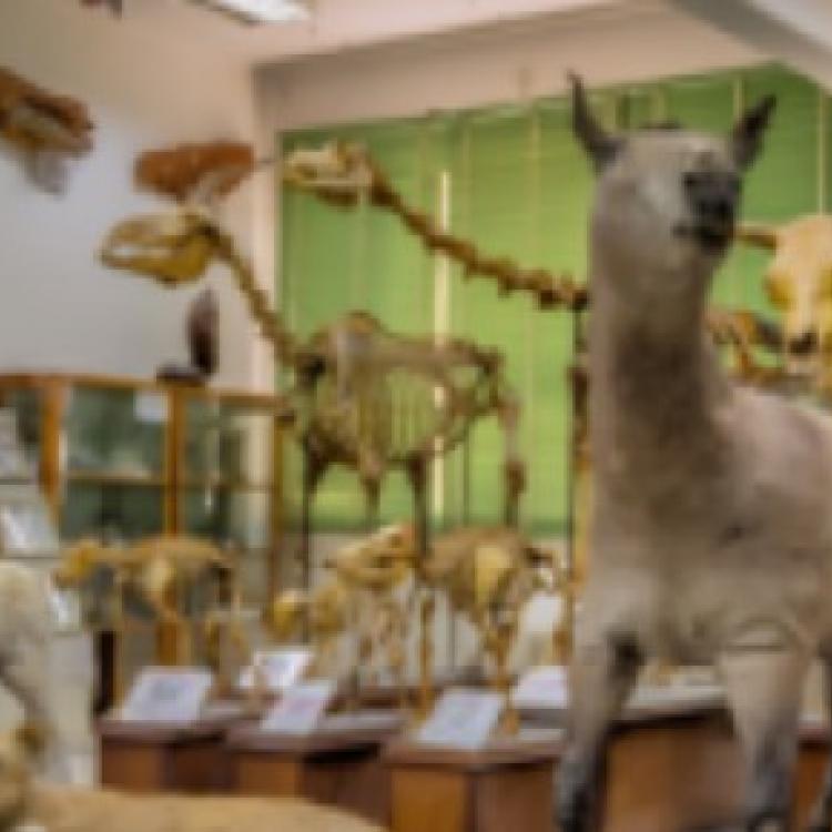 قسم علم الحيوان وعلم الحشرات