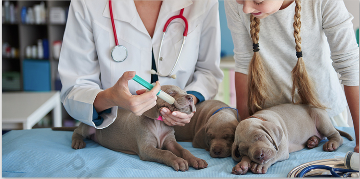 Department of Animal Hygiene