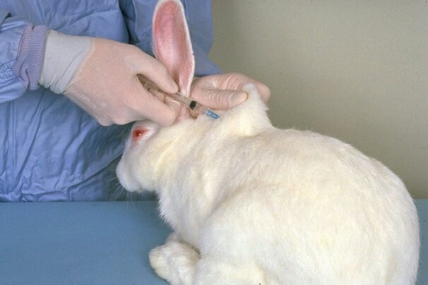 Department of Avian & Rabbit Medicine