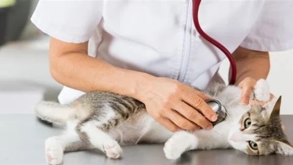 Department of Animal Medicine