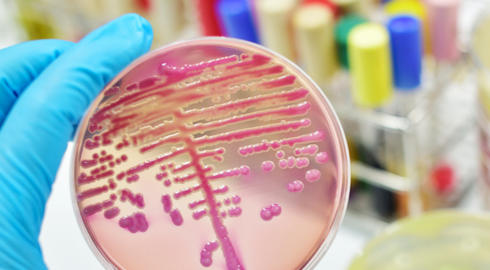 Department of Pomology