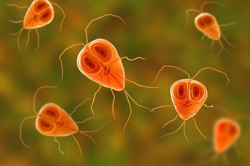  Department of Parasitology