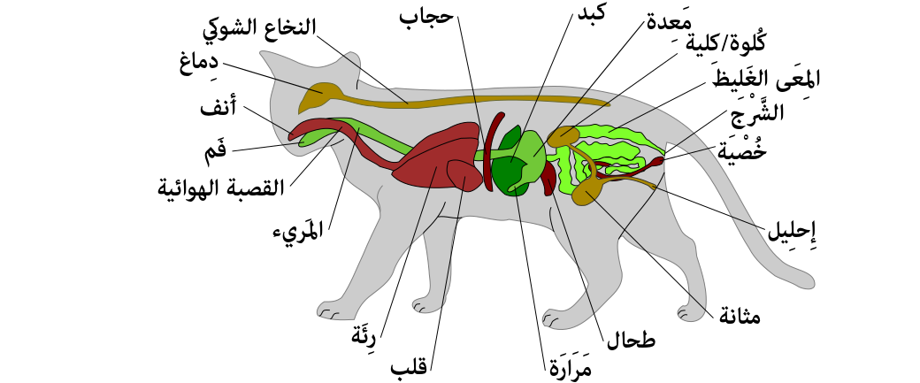 Department of Anatomy and Histology