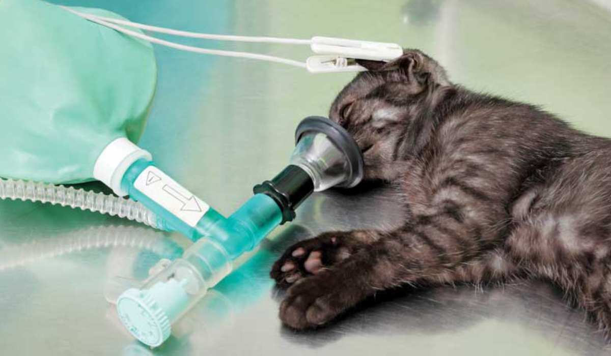 Department of Animal Surgery