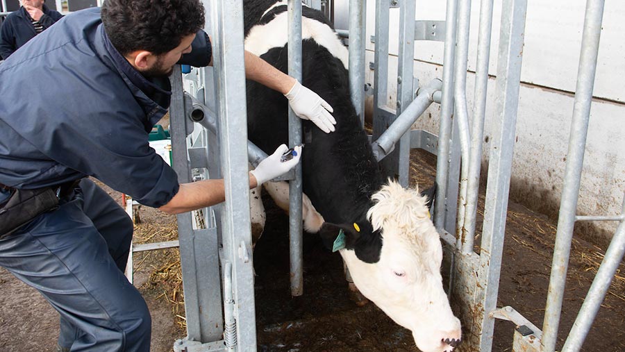 الطب البيطري