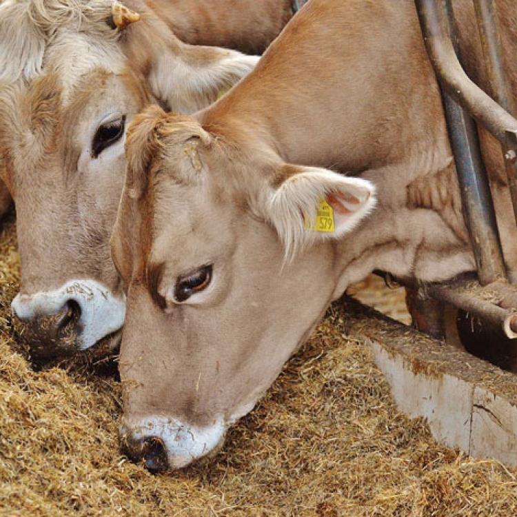 Department of Animal and Clinical Nutrition