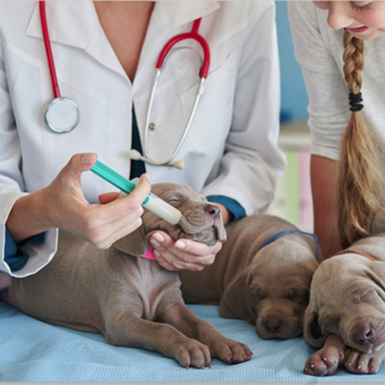 Department of Animal Hygiene