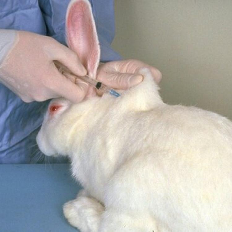 Department of Avian & Rabbit Medicine