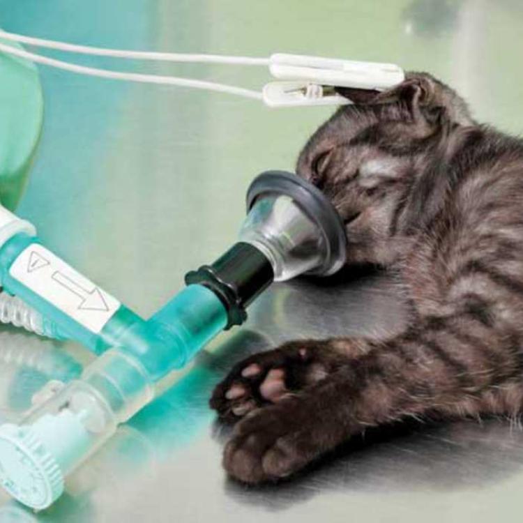 Department of Animal Surgery